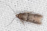Blastobasis phycidella
