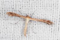 Oxyptilus
