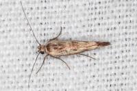 Scythris limbella