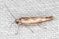 Scythris limbella