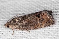 Cydia splendana
