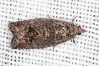 Cydia splendana