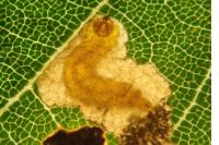 Stigmella suberivora