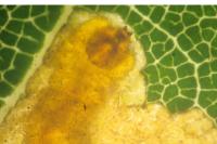 Stigmella suberivora