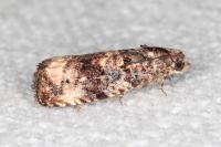 Endothenia