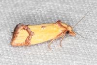 Agapeta zoegana