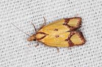 Agapeta zoegana