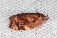 Ditula angustiorana