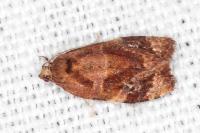 Ditula angustiorana