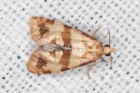 Phalonidia contractana
