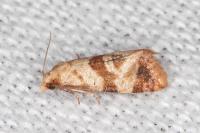 Phalonidia contractana