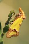 Agapeta zoegana