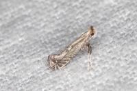 Parornix torquillella