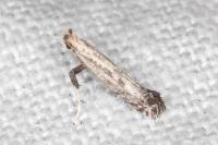 Parornix torquillella