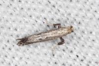Parornix torquillella