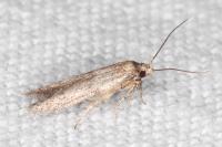 Blastobasis
