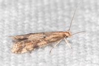 Brachmia blandella