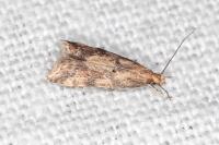 Brachmia blandella