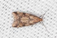 Brachmia blandella
