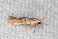Oxypteryx nigromaculella