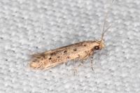 Oxypteryx nigromaculella