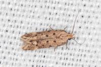 Oxypteryx nigromaculella