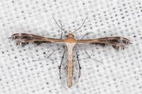 Stangeia siceliota