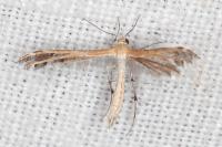 Stangeia siceliota