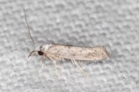 Paraswammerdamia albicapitella