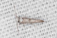 Paraswammerdamia albicapitella