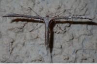 Emmelina monodactyla