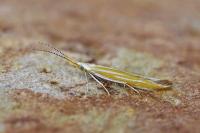 Coleophora oriolella