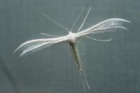 Pterophorus pentadactylus