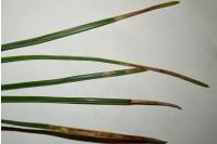 Clavigesta purdeyi