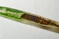 Clavigesta purdeyi