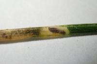 Clavigesta purdeyi
