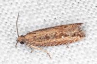 Bactra venosana