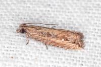 Bactra venosana