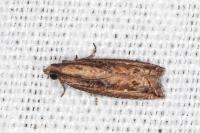 Bactra venosana