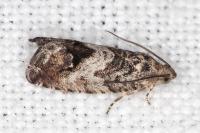 Cydia splendana