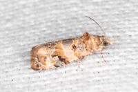 Lobesia botrana