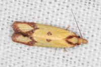 Agapeta zoegana
