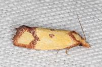 Agapeta zoegana