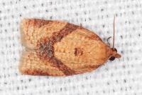 Clepsis consimilana