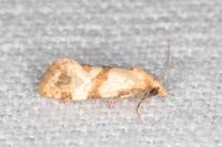 Phalonidia contractana
