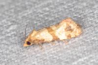 Phalonidia contractana