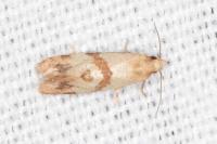 Phalonidia contractana