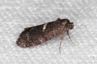 Penestoglossa gallica