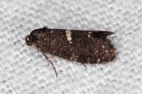 Penestoglossa gallica