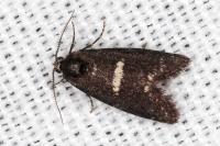 Penestoglossa gallica